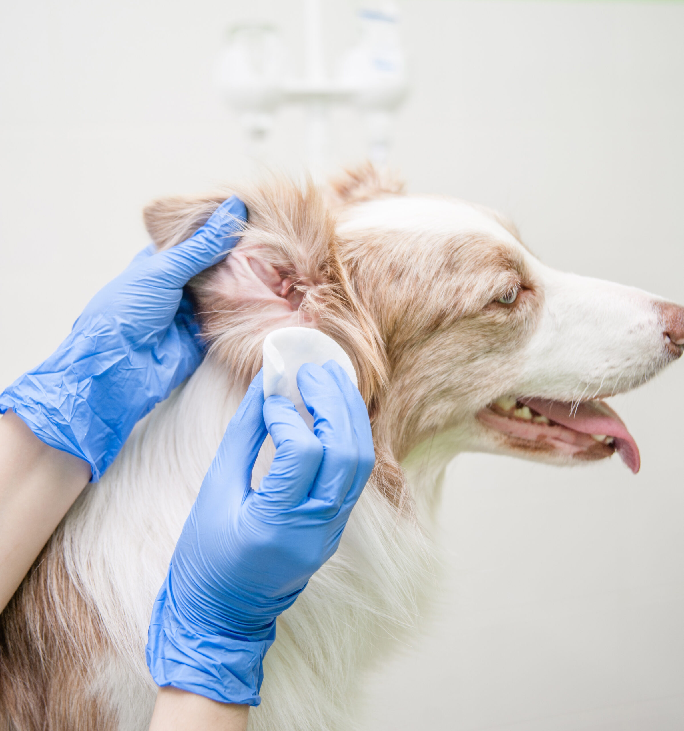 Orenpflege bei Hunden