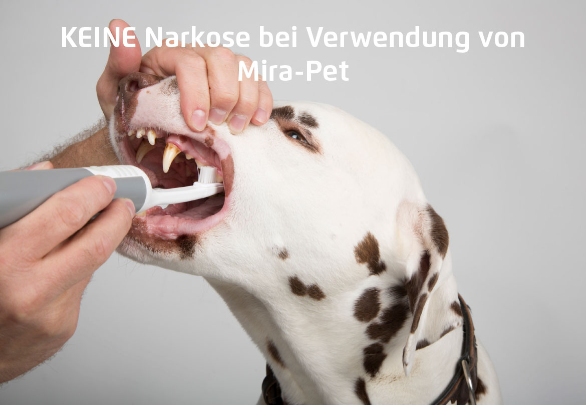 Zahnpflege Ultraschall MODIDOG Hundesalon & Boutique