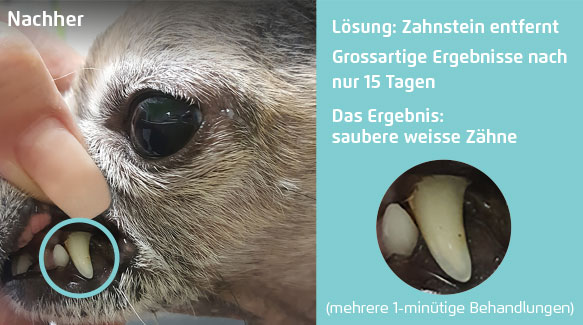 Hundezähne ohne Zahnstein nach der Behandlung mit der Ultraschall Zahnbürste